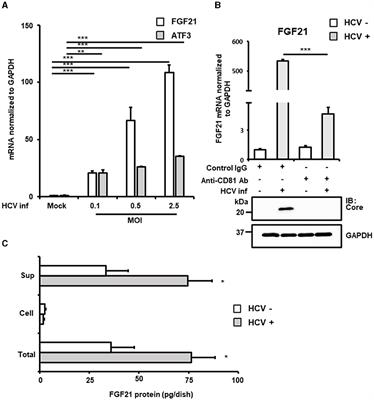 FGF21 upregulation by hepatitis C virus via the eIF2α-ATF4 pathway: implications for interferon signaling suppression and TRIM31-mediated TSC degradation